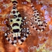 shrimp_coleman_bhr_tam_h_0403_bal6266.jpg